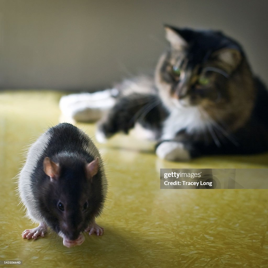 Rat with cat sitting behind