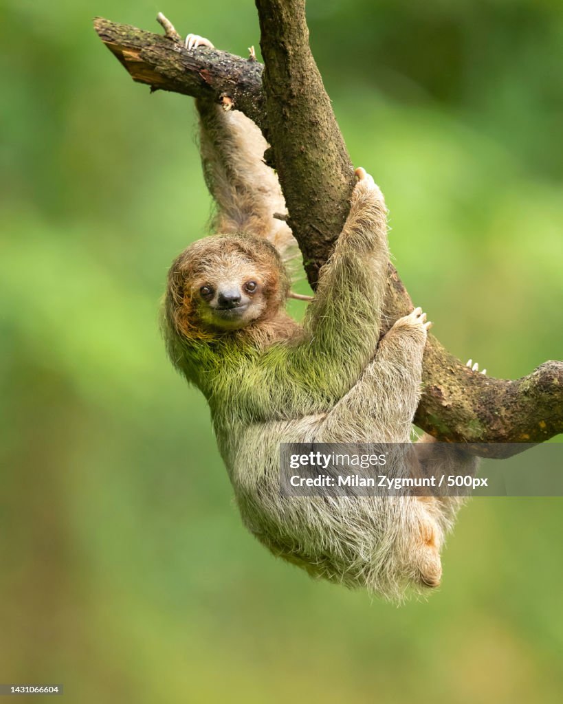 Close-up of bird perching on branch,Costa Rica