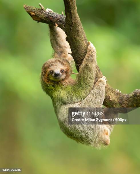 close-up of bird perching on branch,costa rica - djur i det vilda bildbanksfoton och bilder