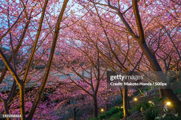 low angle view of trees in forest - oriental cherry tree stock pictures, royalty-free photos & images