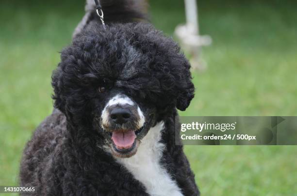 cute black and white portuguese water dog - portie stock-fotos und bilder