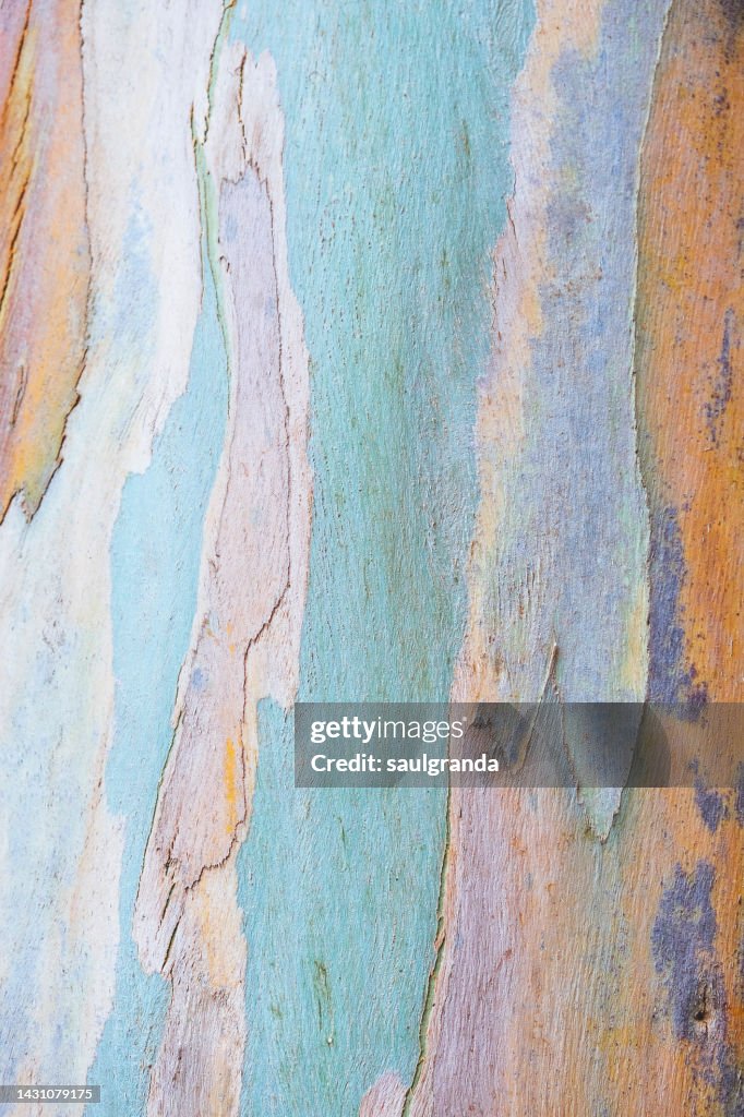 Close up of the bark of an eucalyptus tree
