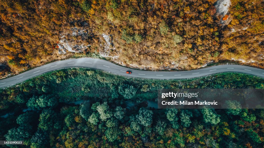 Road through the forest