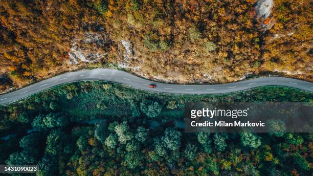 road through the forest - serbia bildbanksfoton och bilder