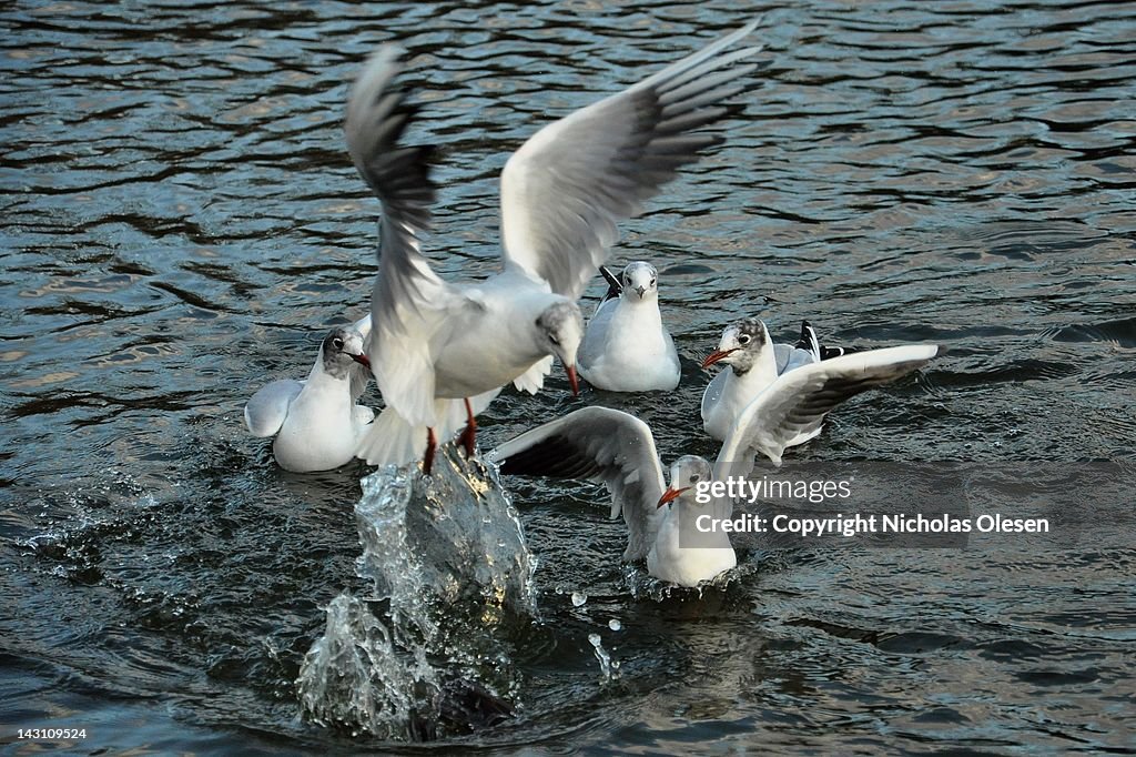 Black-headed gull