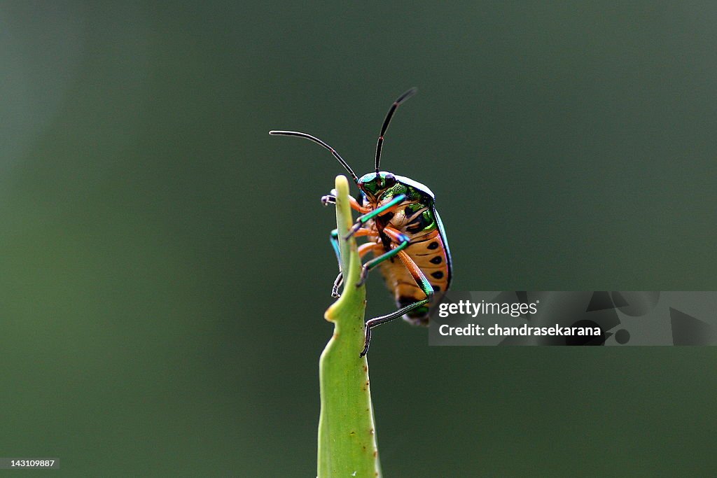 Jewel bug