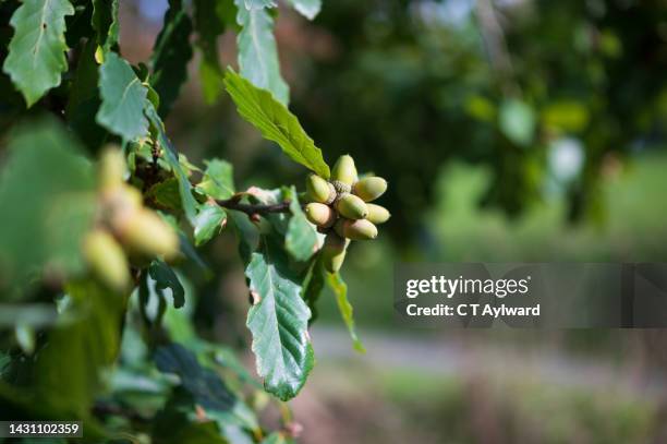 oak tree acorns - oak leaf stock pictures, royalty-free photos & images