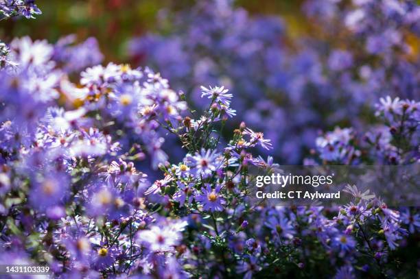 aster alpine flowers in full bloom - aster stock pictures, royalty-free photos & images