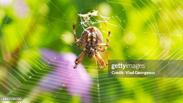 the center of attention - orb weaver spider stock pictures, royalty-free photos & images