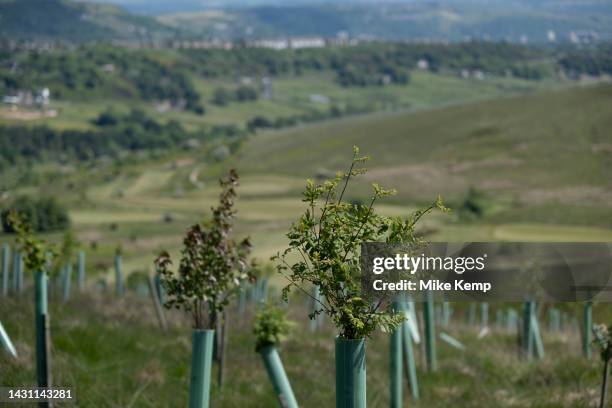 New trees of various types common to the UK planted in a field as part of a woodland regeneration project near to Ovenden Moor on 5th June 2023 in...