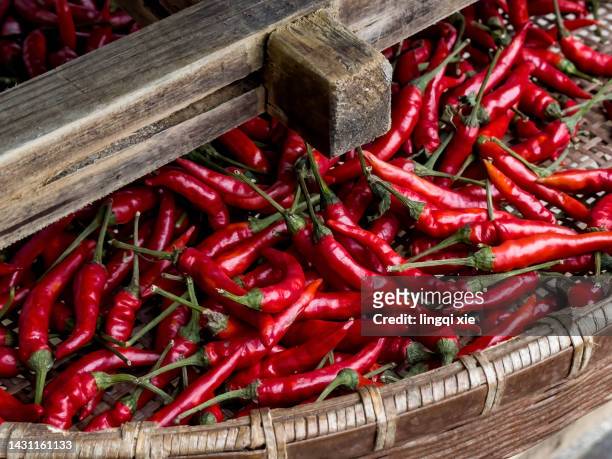 red peppers harvested in rural china - bell pepper field stock pictures, royalty-free photos & images