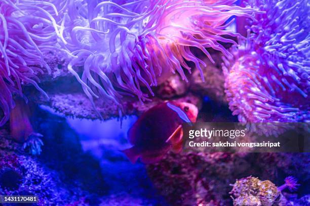 close-up of tropical fish and corals in the aquarium - sea anemones and corals stock pictures, royalty-free photos & images