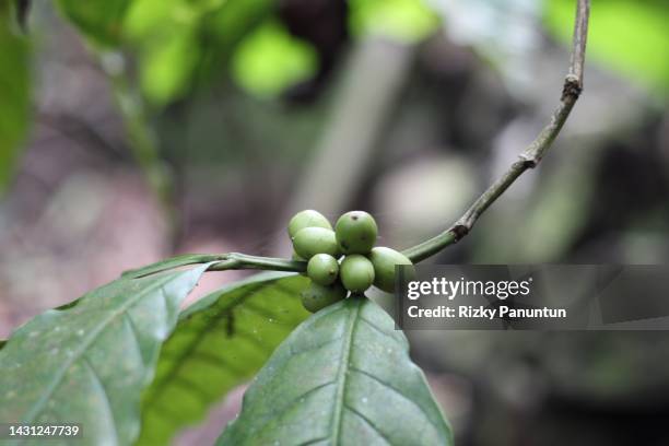raw arabica coffee green bean - bean sprouting stock pictures, royalty-free photos & images