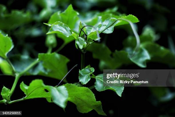 passion fruit leaf - circular economy stock pictures, royalty-free photos & images