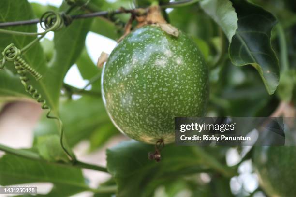 close-up of passion fruit directly on the tree - passion fruit tree stock pictures, royalty-free photos & images