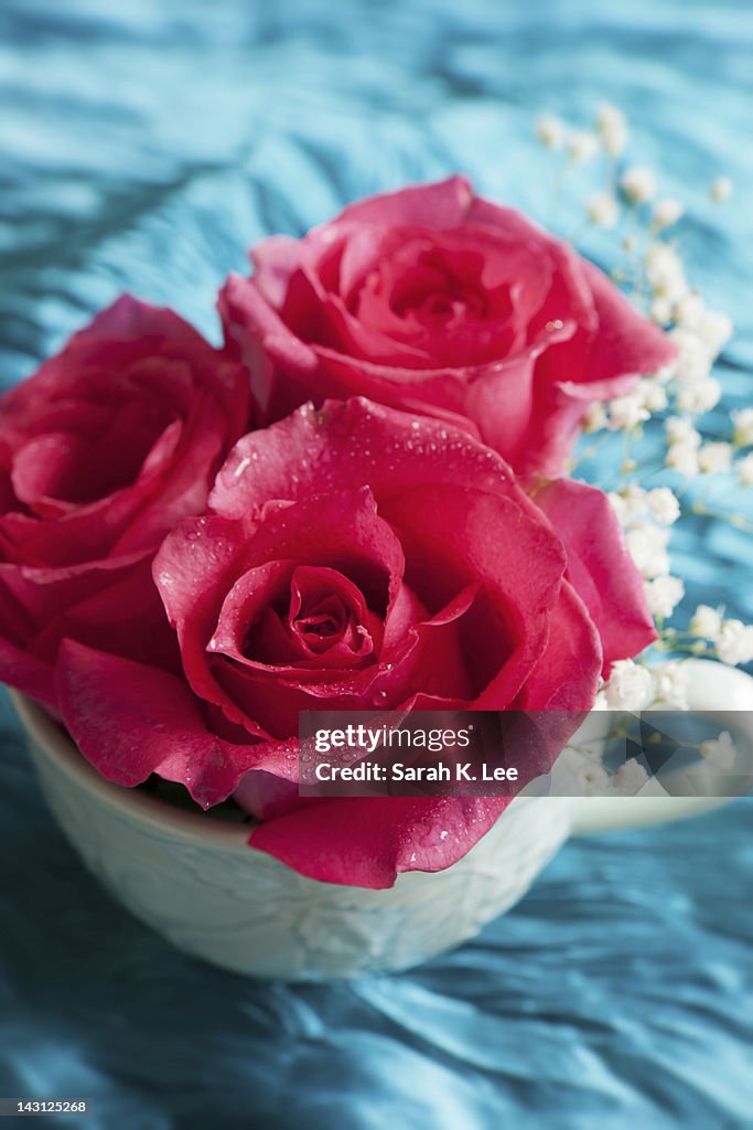 Elegant rose still life in a teacup
