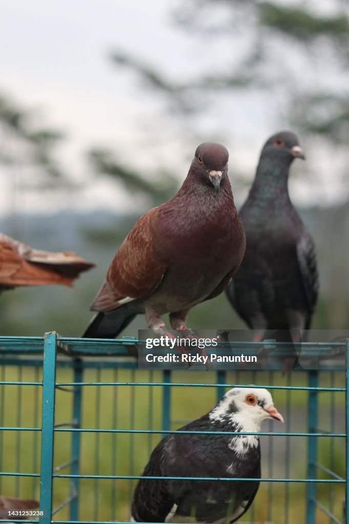 Show Racing Pigeons Racing Pigeons Are Getting Ready In The Arena High-Res Stock Photo ...