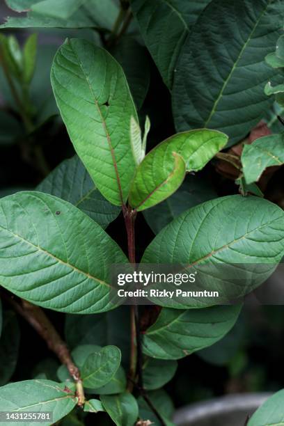 guava leaves - guava fruit stock pictures, royalty-free photos & images