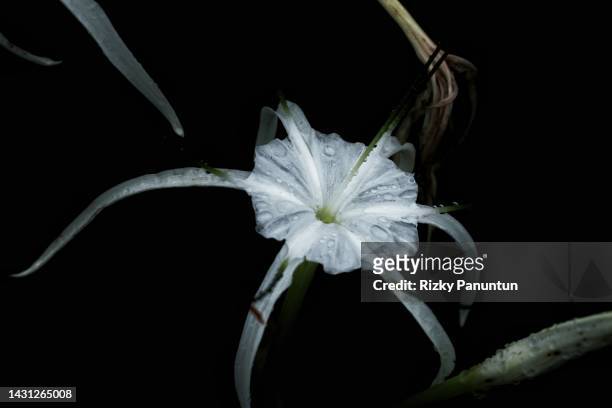 hymenocallis coronaria - hymenocallis coronaria stock pictures, royalty-free photos & images