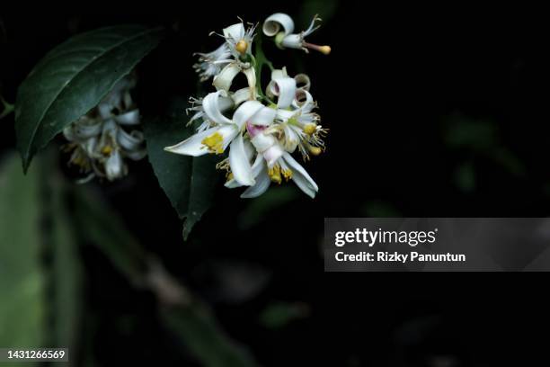 lemon flower against dark background - citrus blossom stock-fotos und bilder