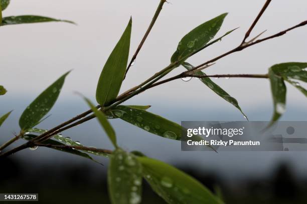 water drops on bamboo leaves - bamboo leaf stock pictures, royalty-free photos & images