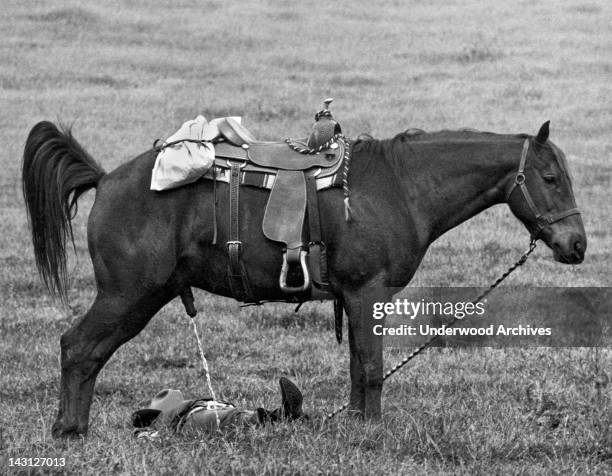 An unsuspecting cowboy grabs a catnap on the prairie while his horse stands by, circa 1960.