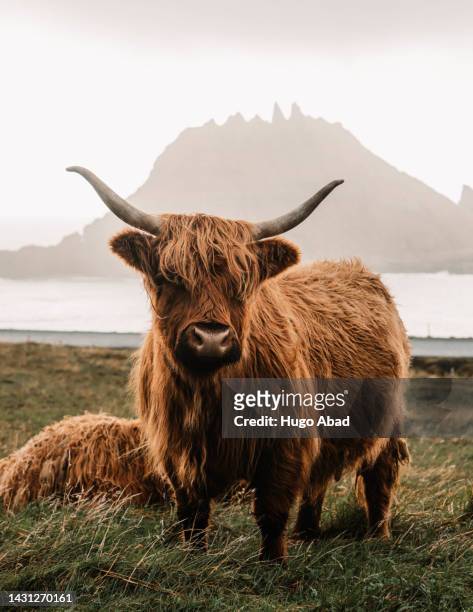 hightland cow looking at the camera. - highland cow stockfoto's en -beelden