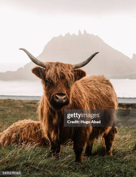 259 Alpine Hair Grass Photos and Premium High Res Pictures - Getty Images 259 Alpine Hair Grass Photos and Premium High Res Pictures - Getty Images