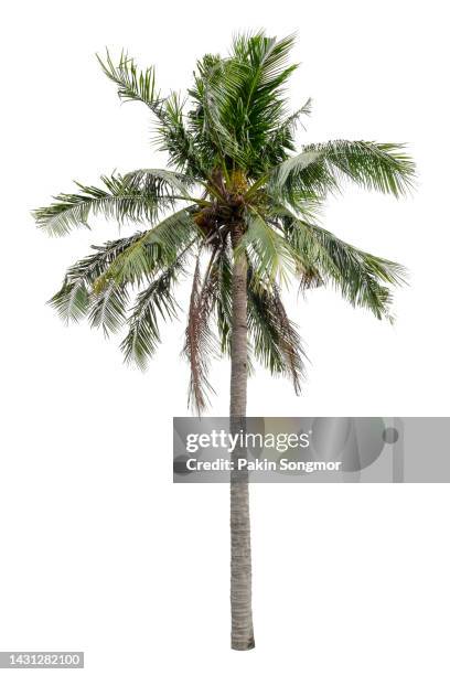 coconut palm tree isolated on white background, clipping path - palmenblätter stock-fotos und bilder