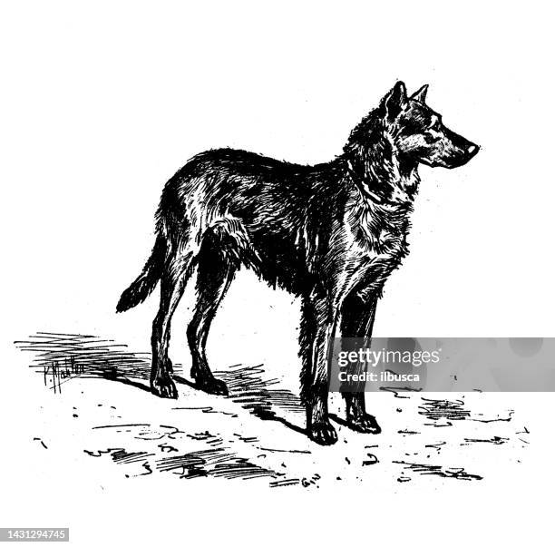 illustrations, cliparts, dessins animés et icônes de image ancienne : chien beauceron - chien de berger