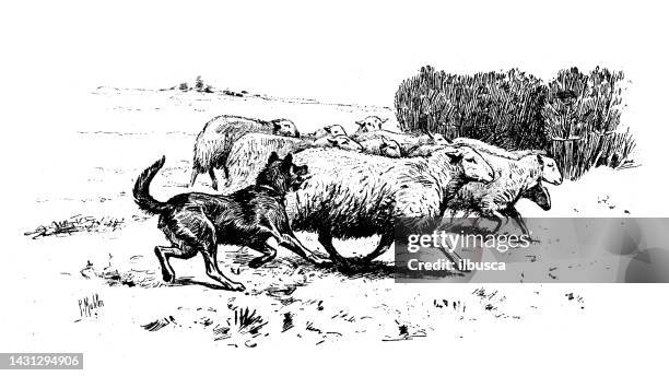 antique image: sheepdog herding - herding sheep stock illustrations