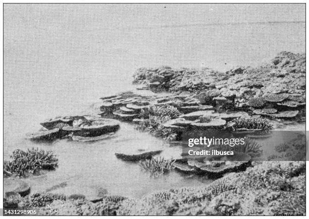 antique image: massacre bay in tutuila, american samoa, corals - lagoon stock illustrations