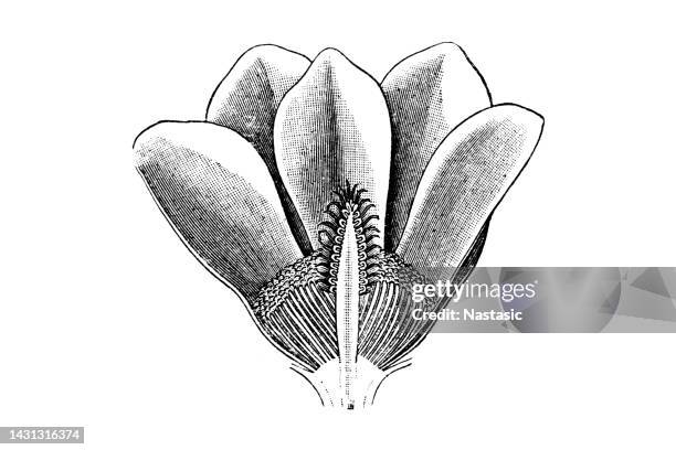 magnolia grandiflora (southern magnolia or bull bay) - pistil stock illustrations