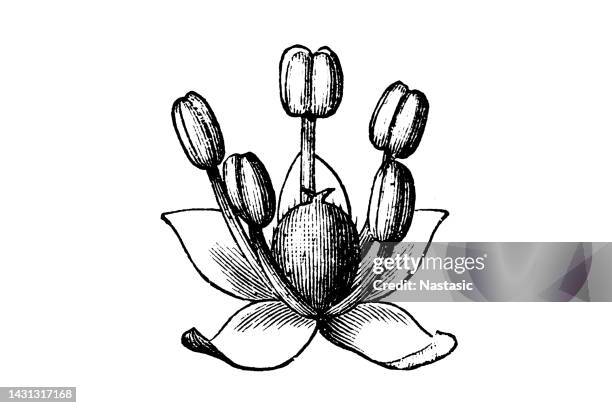 illustrations, cliparts, dessins animés et icônes de chenopodium quinoa plante - quinoa