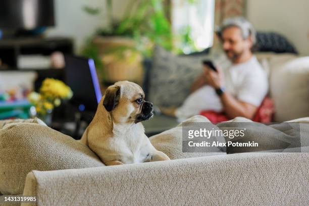 funny pug sitting on the top of the couch in the living-room, while his owner working behind. - alex potemkin coronavirus stock pictures, royalty-free photos & images