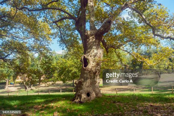 hollow tree in public park in rome, italy - sycamore tree ストックフォトと画像