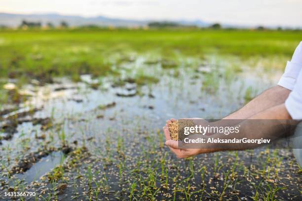 beautiful rice seeds in hands of farmer and sown on fields - espalhar imagens e fotografias de stock