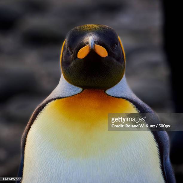 close-up portrait of king penguin - insel south georgia island stock-fotos und bilder