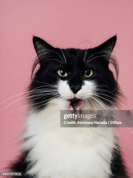 close-up portrait of cat sticking out tongue against pink background - cat sticking tongue out stock pictures, royalty-free photos & images