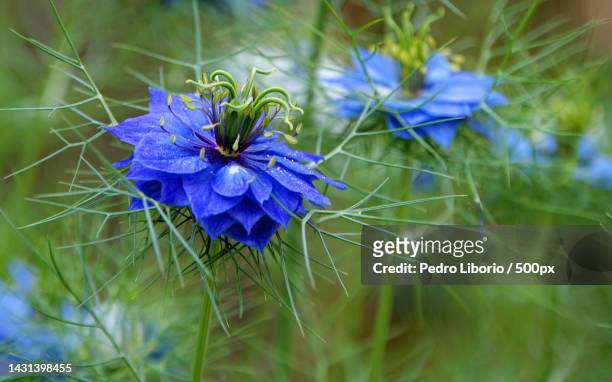 close-up of purple flowering plant on field - nigella stock pictures, royalty-free photos & images