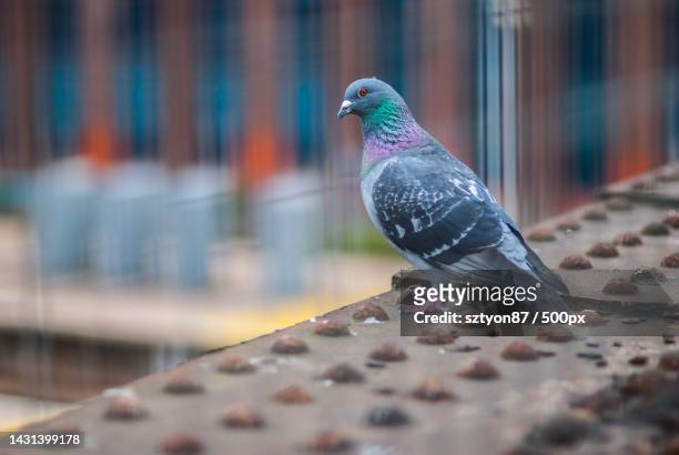 close-up of pigeon perching on roof - rock dove stock pictures, royalty-free photos & images