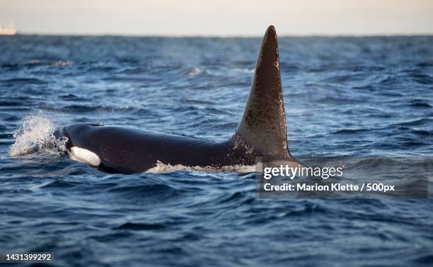 close-up of dolphin swimming in sea,andoy,norway - orca stock pictures, royalty-free photos & images