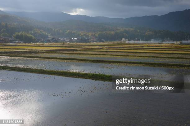 the rice terrace farm - 田んぼ foto e immagini stock