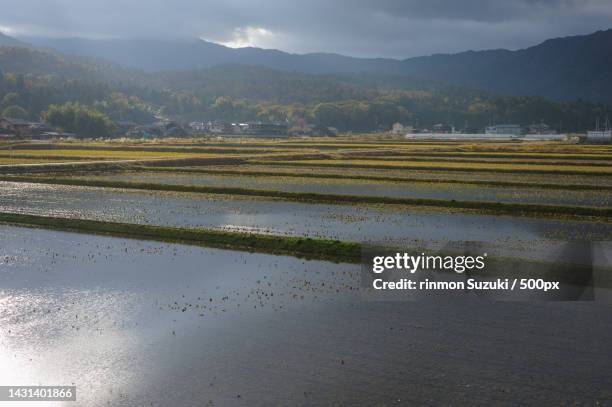 the rice terrace farm - 山 stockfoto's en -beelden