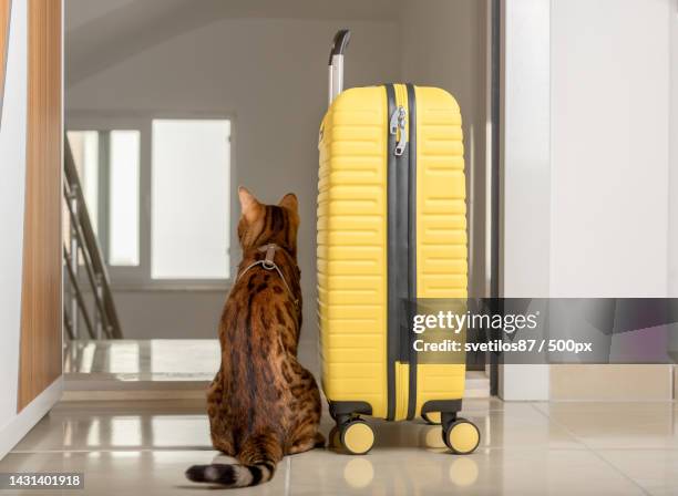 a cute cat sits near the suitcase and looks out the open door - gato bengala fotografías e imágenes de stock