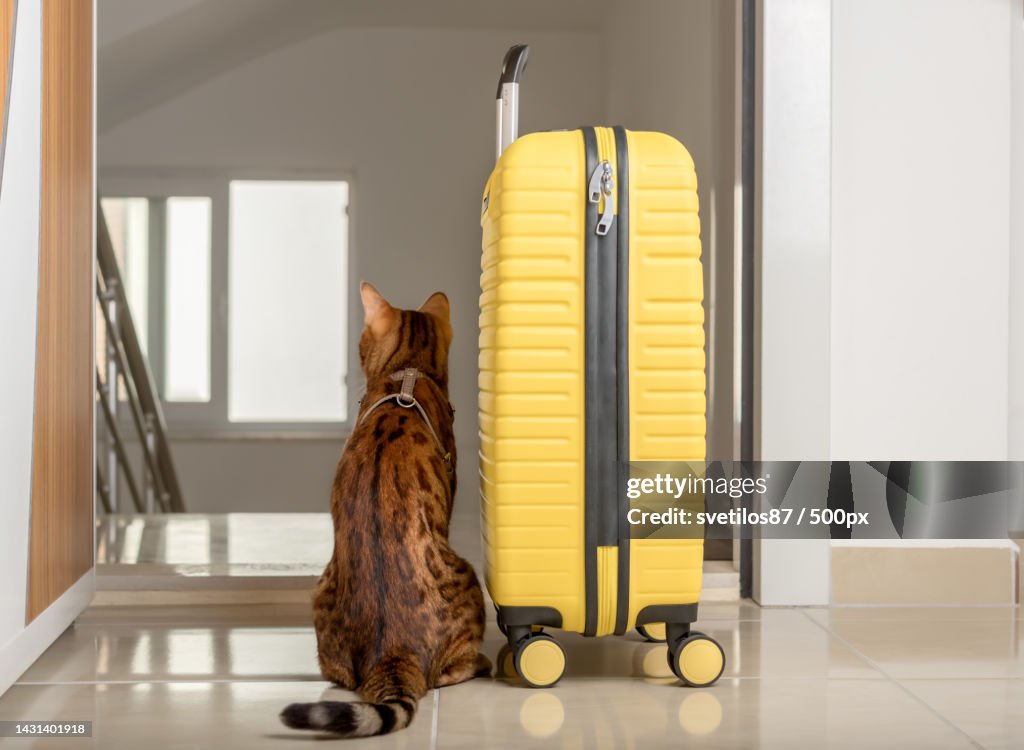 A cute cat sits near the suitcase and looks out the open door