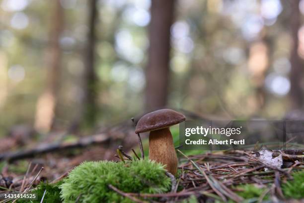 Albert Fall Photos and Premium High Res Pictures - Getty Images