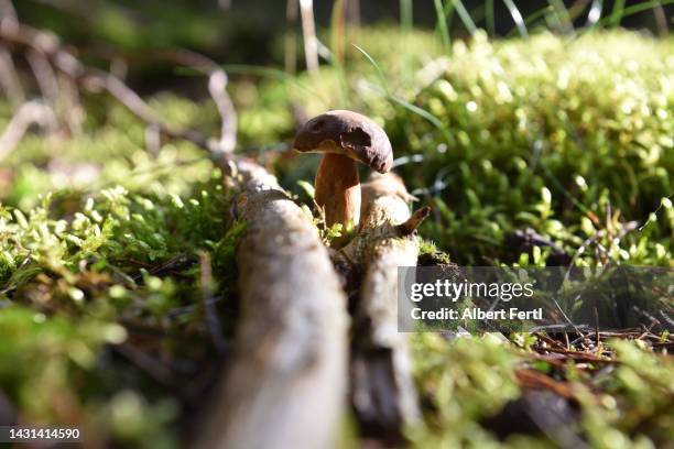 Albert Fall Photos and Premium High Res Pictures - Getty Images