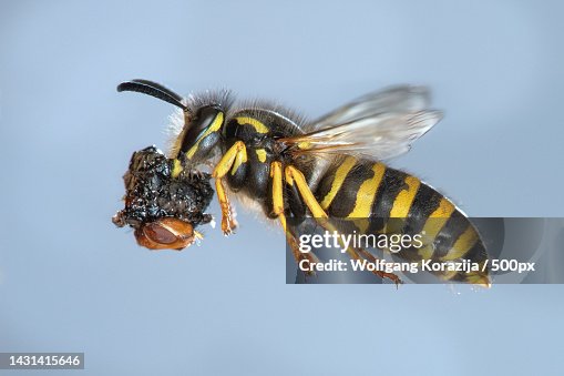 Close-up of wasp with dead ant against clear sky,Maroldsweisach,Germany Close-up of wasp with dead ant against clear sky,Maroldsweisach,Germany