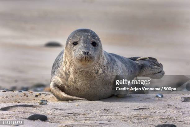 close-up of seal on rock at beach,heligoland,germany - seehundjunges stock-fotos und bilder